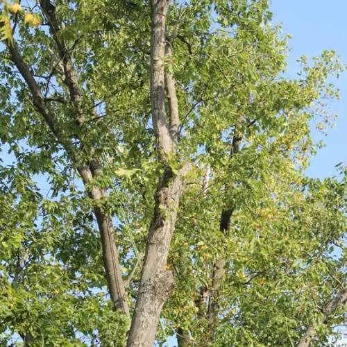 Certified Arborist Tree Care