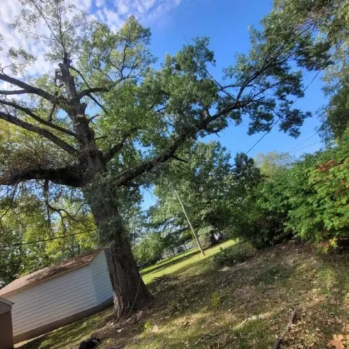 Emergency Tree Service