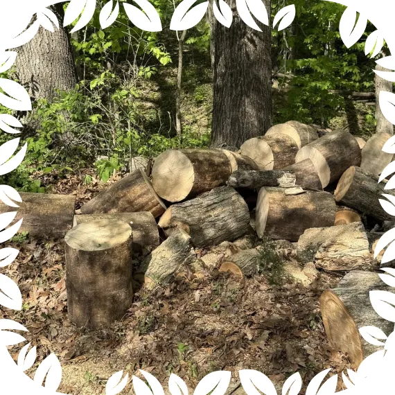 Stump Grinding & Stump Removal 1