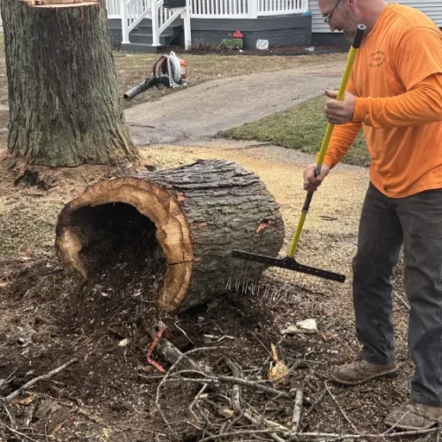 Stump Grinding & Stump Removal