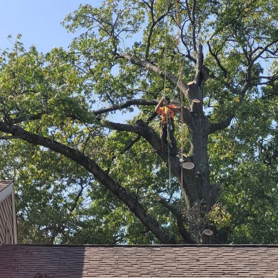 Tree Removal