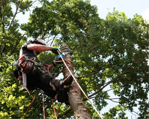Tree Trimming & Pruning
