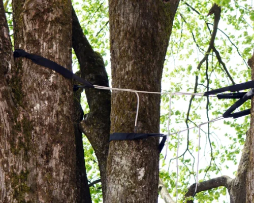 Trees with Cabling & Bracing in Rockville, IN (1)