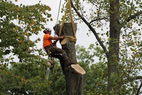 advanced-tree-solutions-2026-03-06T18 25 44.064731Z-23313
