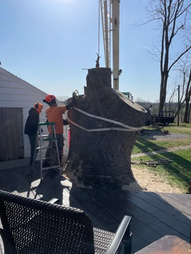 advanced-tree-solutions-2026-03-06T18 25 44.361330Z-95463