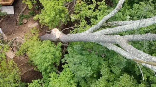 advanced-tree-solutions-2026-03-06T18 25 45.596142Z-12156