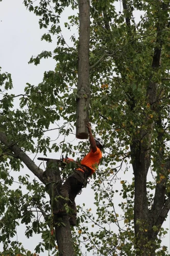 advanced-tree-solutions-2026-03-06T19 28 02.015046Z-019cc49e-fdfa-7795-9528-29f652218a61