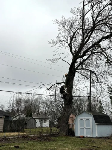 advanced-tree-solutions-2026-03-06T19 28 02.161842Z-019cc49e-fdfa-7a35-a2b6-6f81caeb25c7