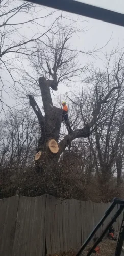 advanced-tree-solutions-2026-03-06T19 28 04.049491Z-019cc49f-0799-7b7d-8163-fa46f6673b0b