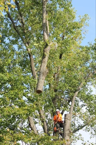 advanced-tree-solutions-2026-03-06T19 28 04.225549Z-019cc49f-0799-7cc0-a8b3-01f68325761d