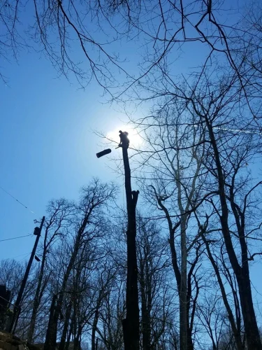 advanced-tree-solutions-2026-03-06T19 28 06.572843Z-019cc49f-10e3-732d-9b5f-b45950d3769b