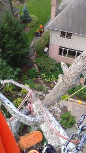 advanced-tree-solutions-2026-03-06T19 28 09.255525Z-019cc49f-1baf-73d4-a7e7-6a98973d7349