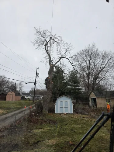 advanced-tree-solutions-2026-03-06T19 28 14.041379Z-019cc49f-2e61-7fea-a040-ed7a8539719f