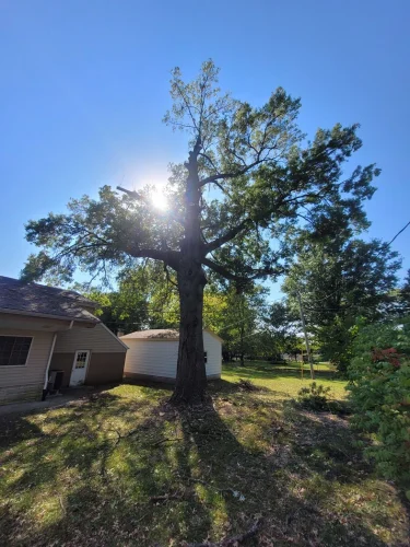 advanced-tree-solutions-2026-03-06T19 28 14.063825Z-019cc49f-2e61-7f89-b8b3-b92f57c88588